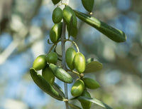 Green Machine Extra Virgin Olive Oil